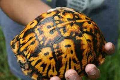 box turtle for sale