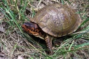 box turtles for sale