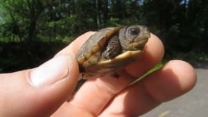 box turtles for sale near me