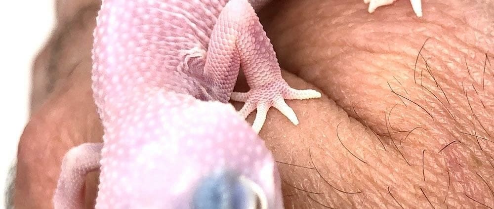 diablo-blanco-leopard-gecko-db1-2 diablo blanco leopard gecko