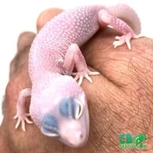 diablo blanco leopard gecko