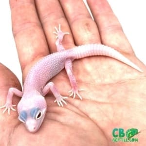 diablo blanco gecko