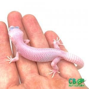 diablo blanco leopard geckos