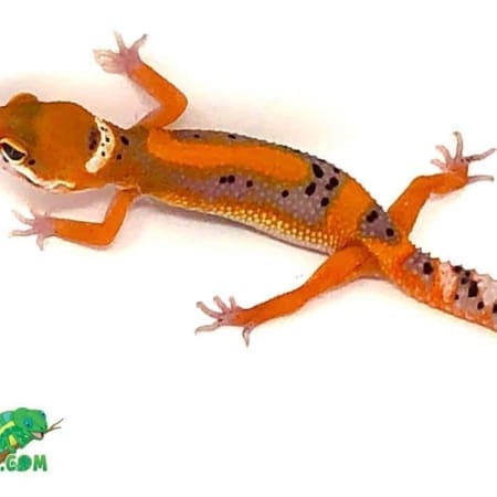electric tangerine leopard gecko