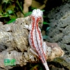 gargoyle geckos for sale online