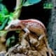 gargoyle gecko
