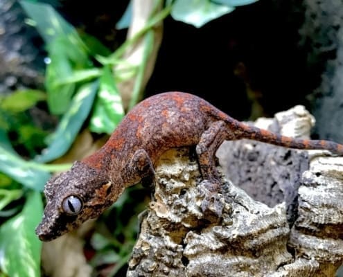 baby gargoyle gecko