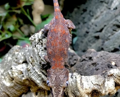 gargoyle gecko morphs for sale