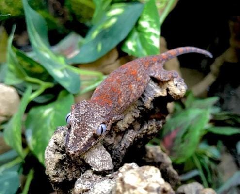 gargoyle gecko color morphs