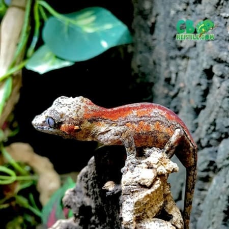 super stripe gargoyle gecko