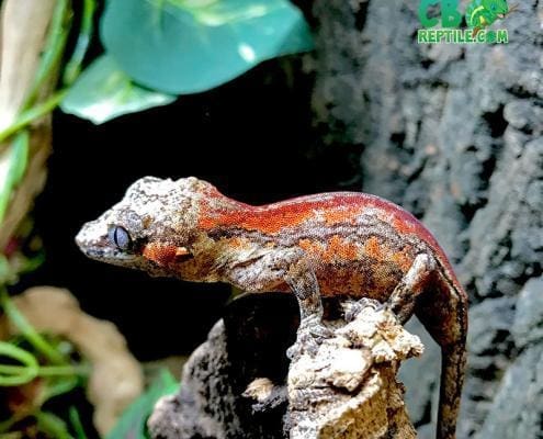 super stripe gargoyle gecko