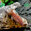 gargoyle gecko for sale near me