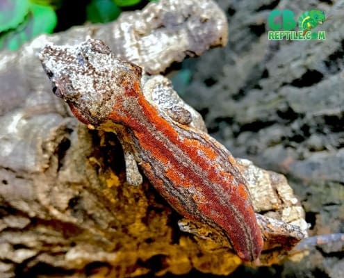 gargoyle gecko for sale near me