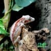 baby gargoyle gecko