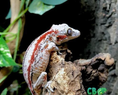 baby gargoyle gecko