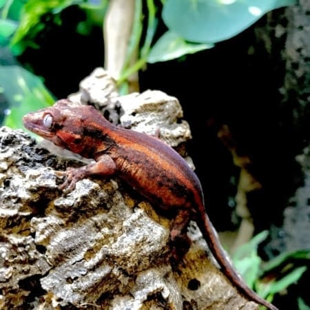 gargoyle gecko breeders