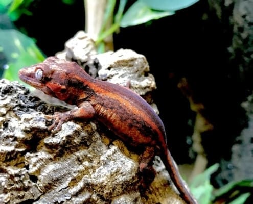 gargoyle gecko breeders