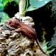 gargoyle gecko breeders