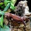 gargoyle geckos