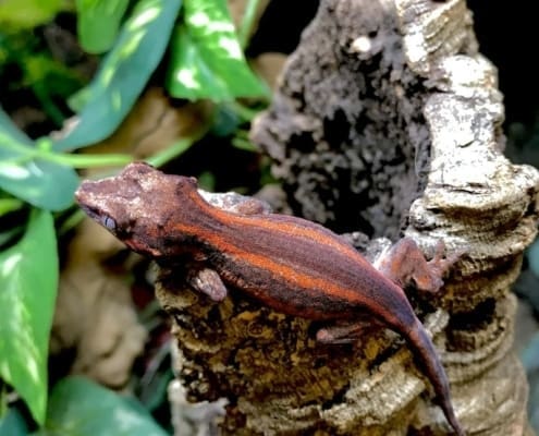 gargoyle geckos