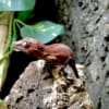 gargoyle gecko breeder