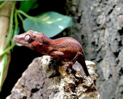 gargoyle gecko breeder