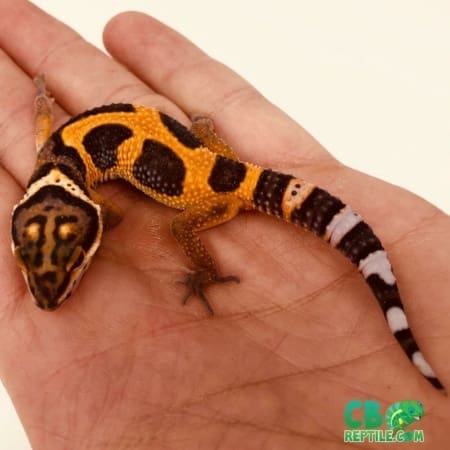 inferno leopard gecko