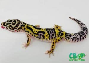 lavender bold leopard gecko