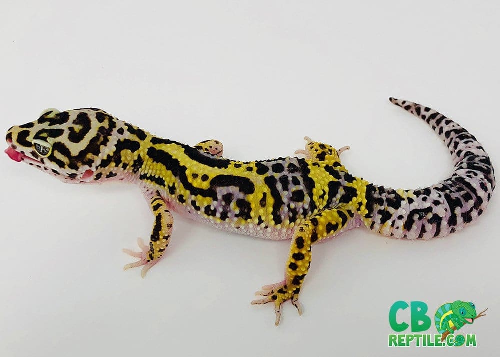 bold leopard gecko price