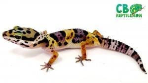 lavender bold super giant leopard gecko