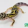 lavender bold leopard geckos