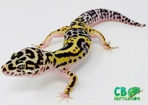 lavender bold leopard geckos