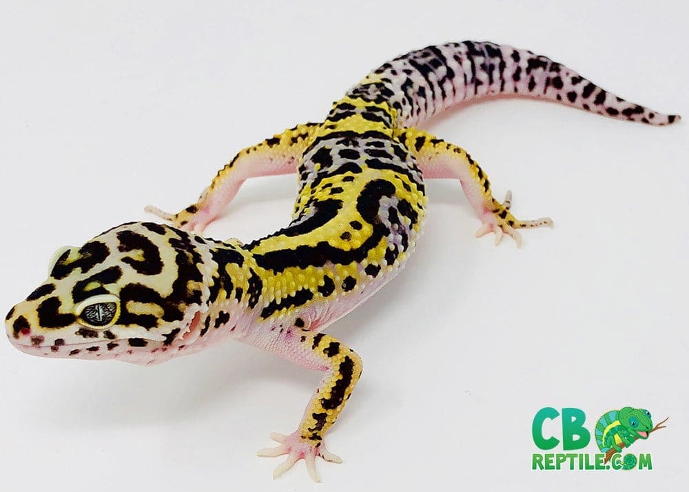 bold leopard gecko