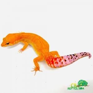 mandarin leopard gecko morph