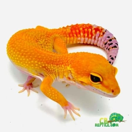 mandarin tangerine leopard gecko