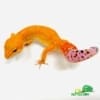 mandarin tangerine leopard gecko for sale