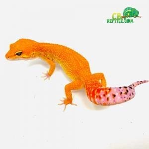 mandarin tangerine leopard geckos