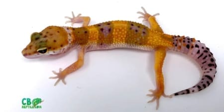 purple head blood leopard gecko