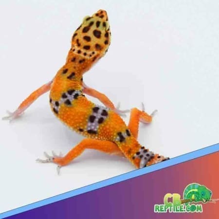 purple head leopard gecko