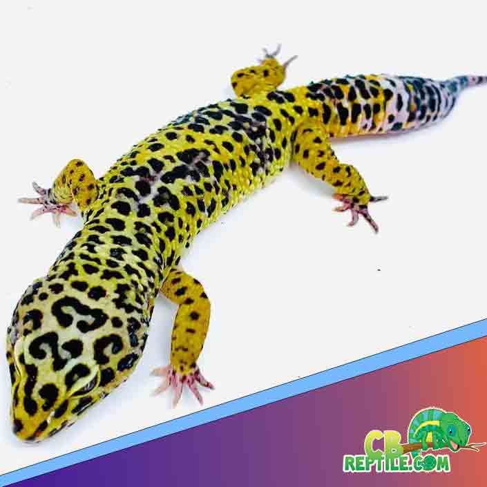 super giant leopard gecko for sale