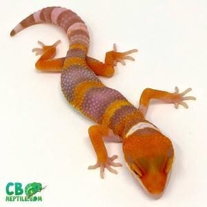 tangelo leopard geckos