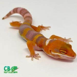 tangelo leopard gecko for sale