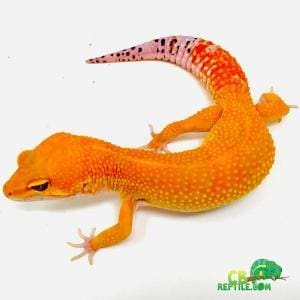 tangerine leopard gecko