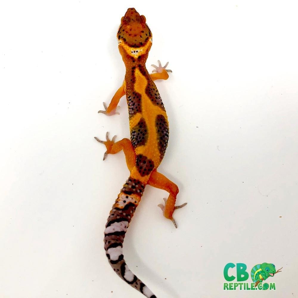 tangerine leopard gecko adult tangerine leopard gecko adult