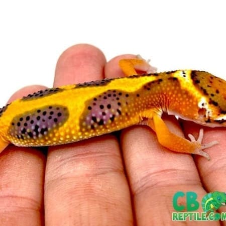 tangerine super giant leopard gecko