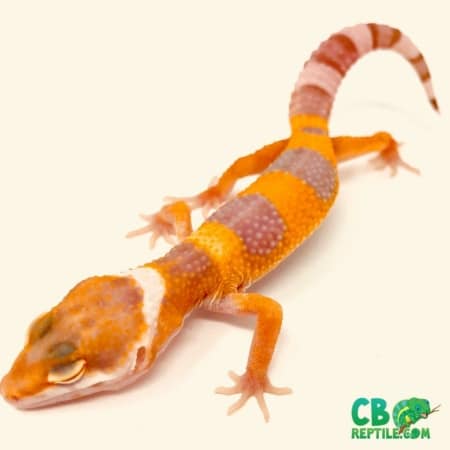 Tremper Albino Super Giant leopard gecko