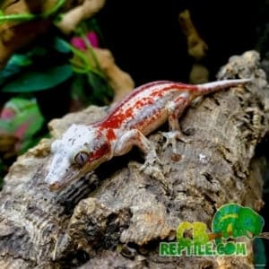 2 shades of red gargoyle gecko