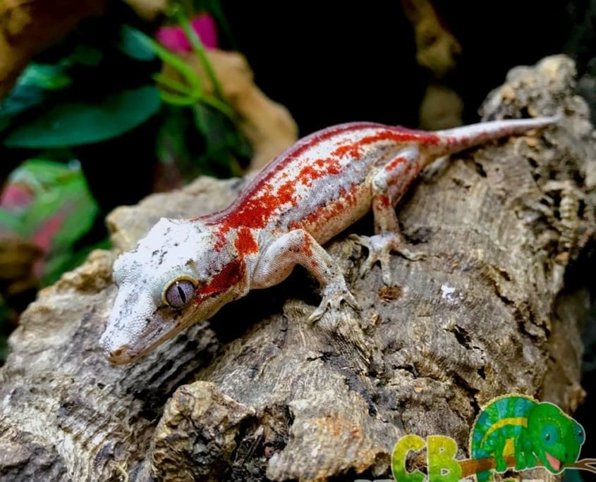 2 Shades of red super stripe white base lavender eye gargoyle gecko for