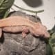 exact gargoyle gecko