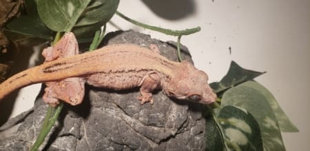 exact gargoyle gecko